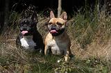 BOULEDOGUE FRANCAIS 882